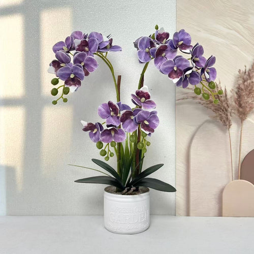 Dekorative Topfpflanzen-Orchideen-Anordnung für Tischdeko