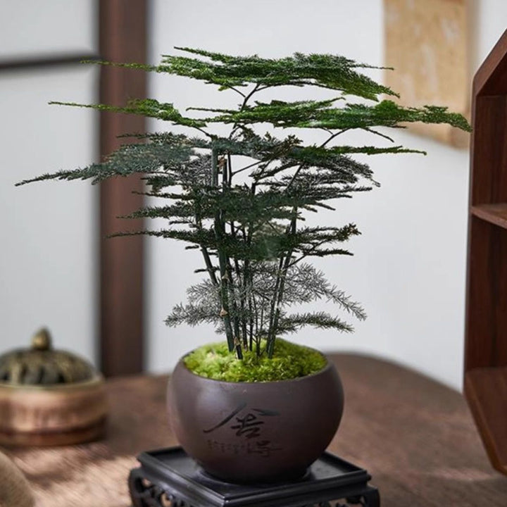 Miniatur Bonsai Pflanze Dekoration