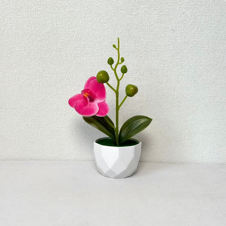 Orchideenpflanzenarrangement