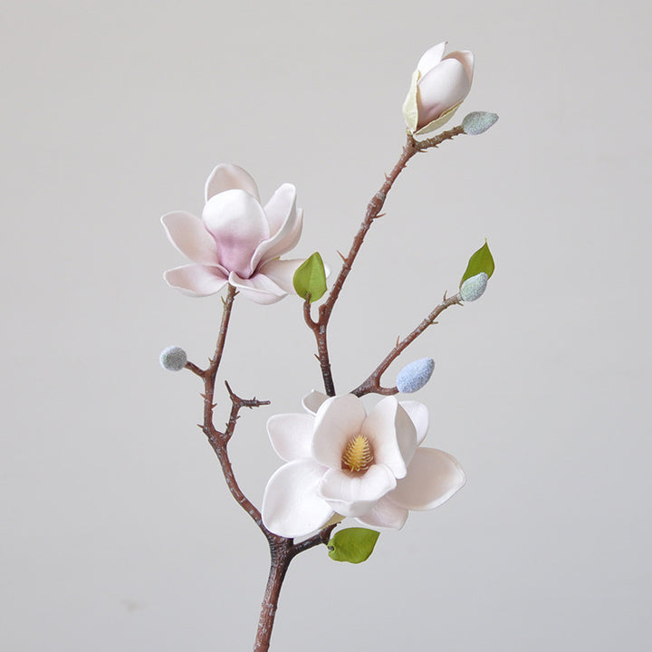 Magnificent Seident magnolia blumenstiel