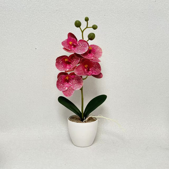 Elegante dekorative Orchideenpflanze für die Inneneinrichtung