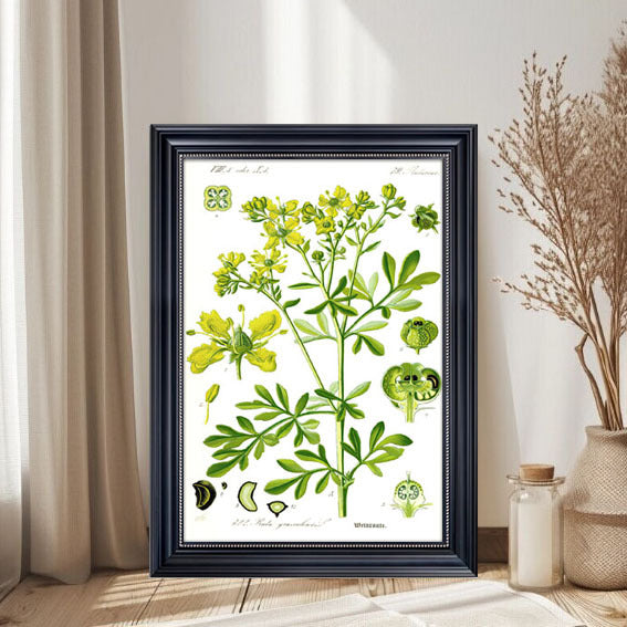 Botanischer Kunstdruck