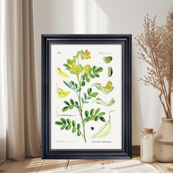 Botanischer Kunstdruck