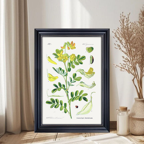 Botanischer Kunstdruck