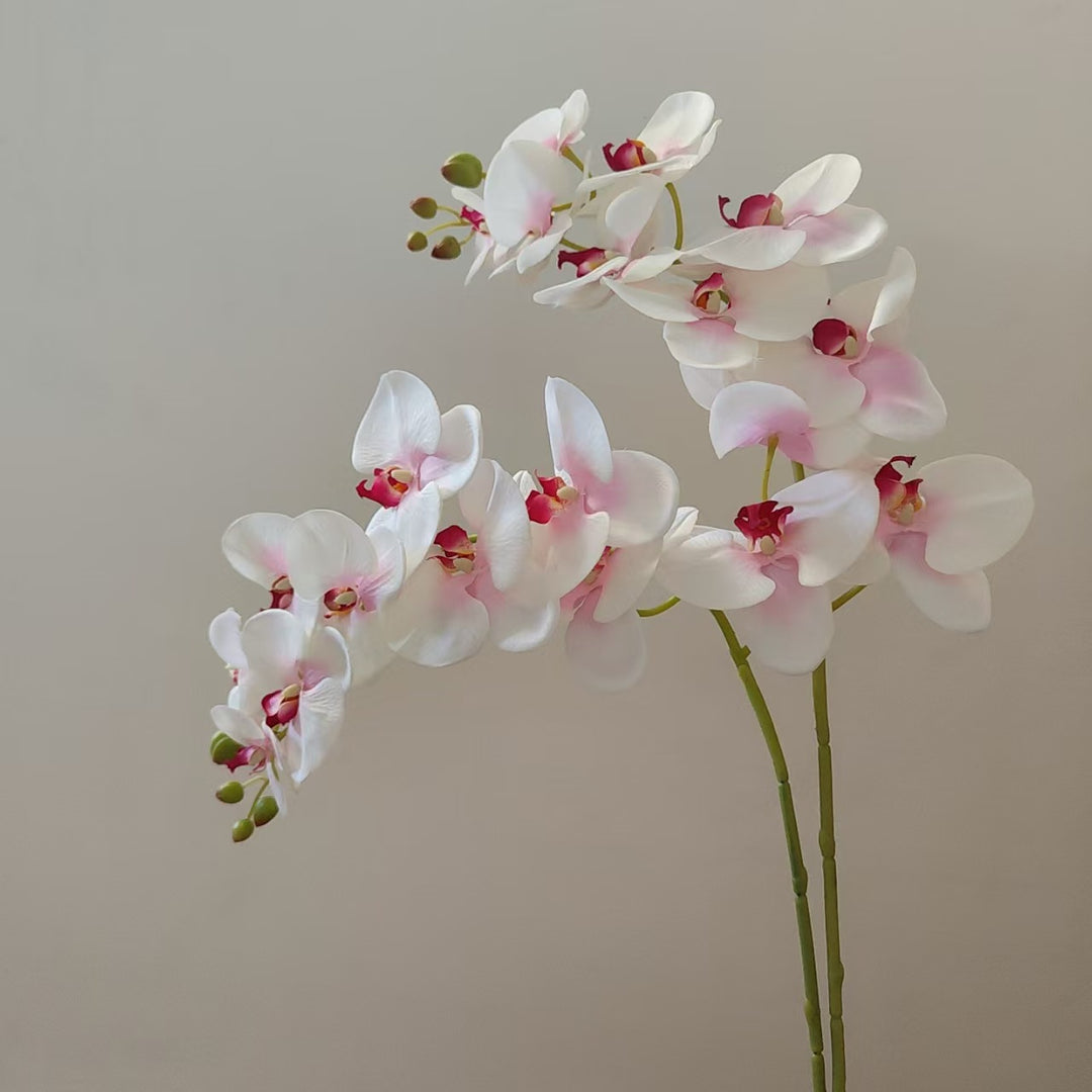Elegante Orchideenstängel