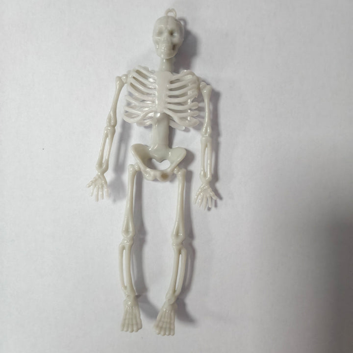 Miniatur anatomisches Skelett Karnz