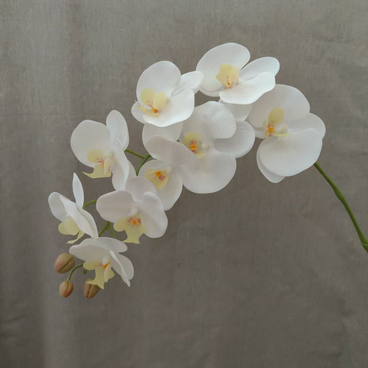 Lebensnahe Orchideenblüten-Ranke