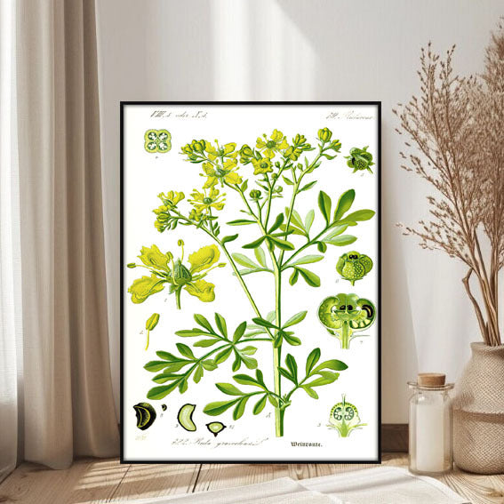 Botanischer Kunstdruck