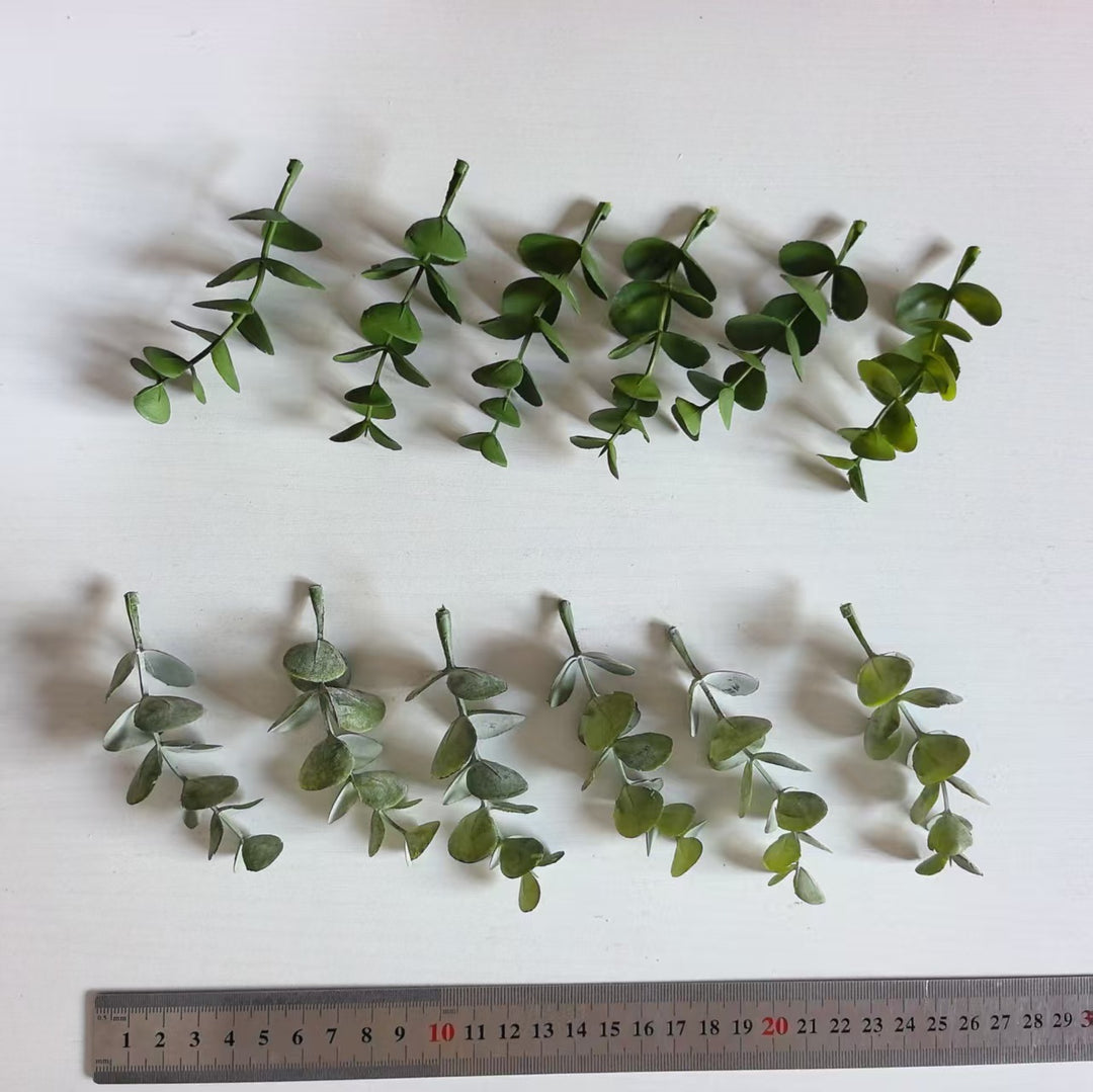 Dekorativer Eukalyptus