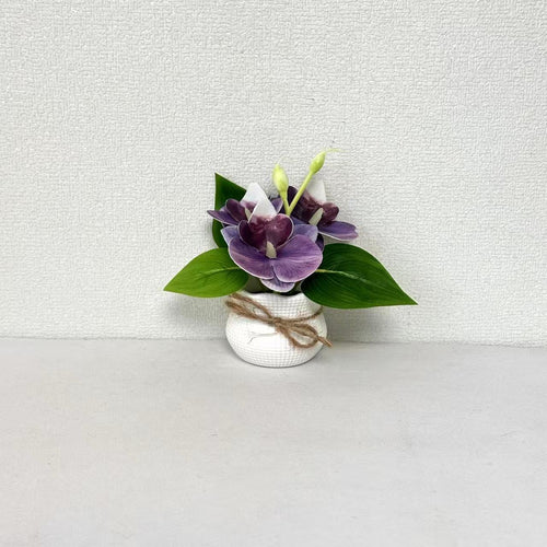 Dekorative Miniatur-Orchideen-Arrangement
