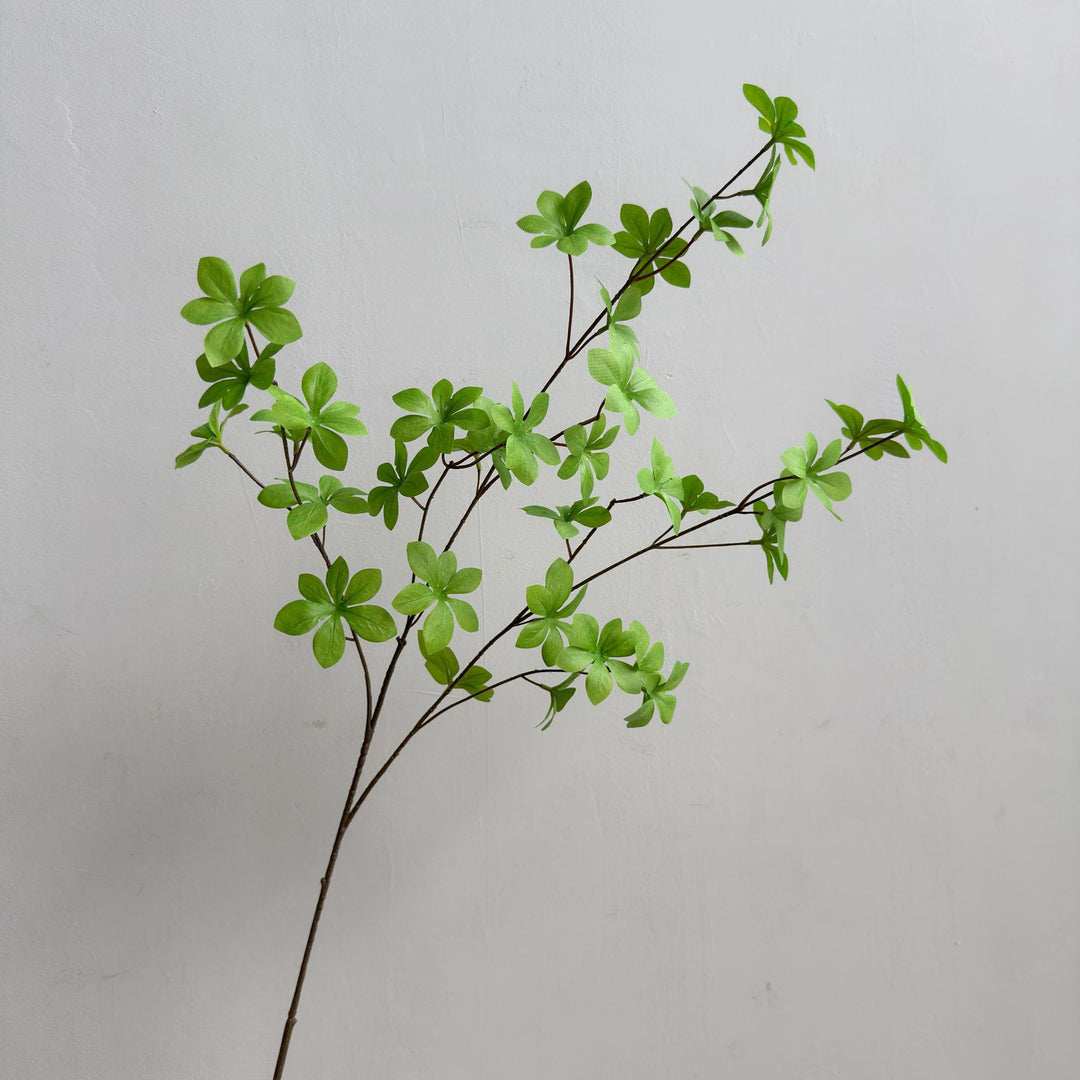 Elegante Dekorative Pflanze