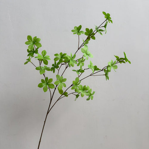 Elegante Dekorative Pflanze