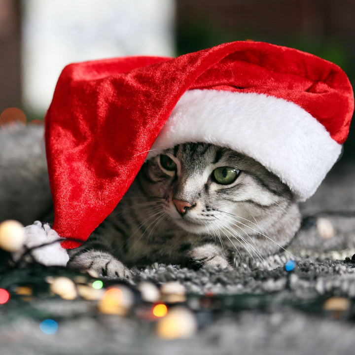 Weihnachtsmannhut für Hunde