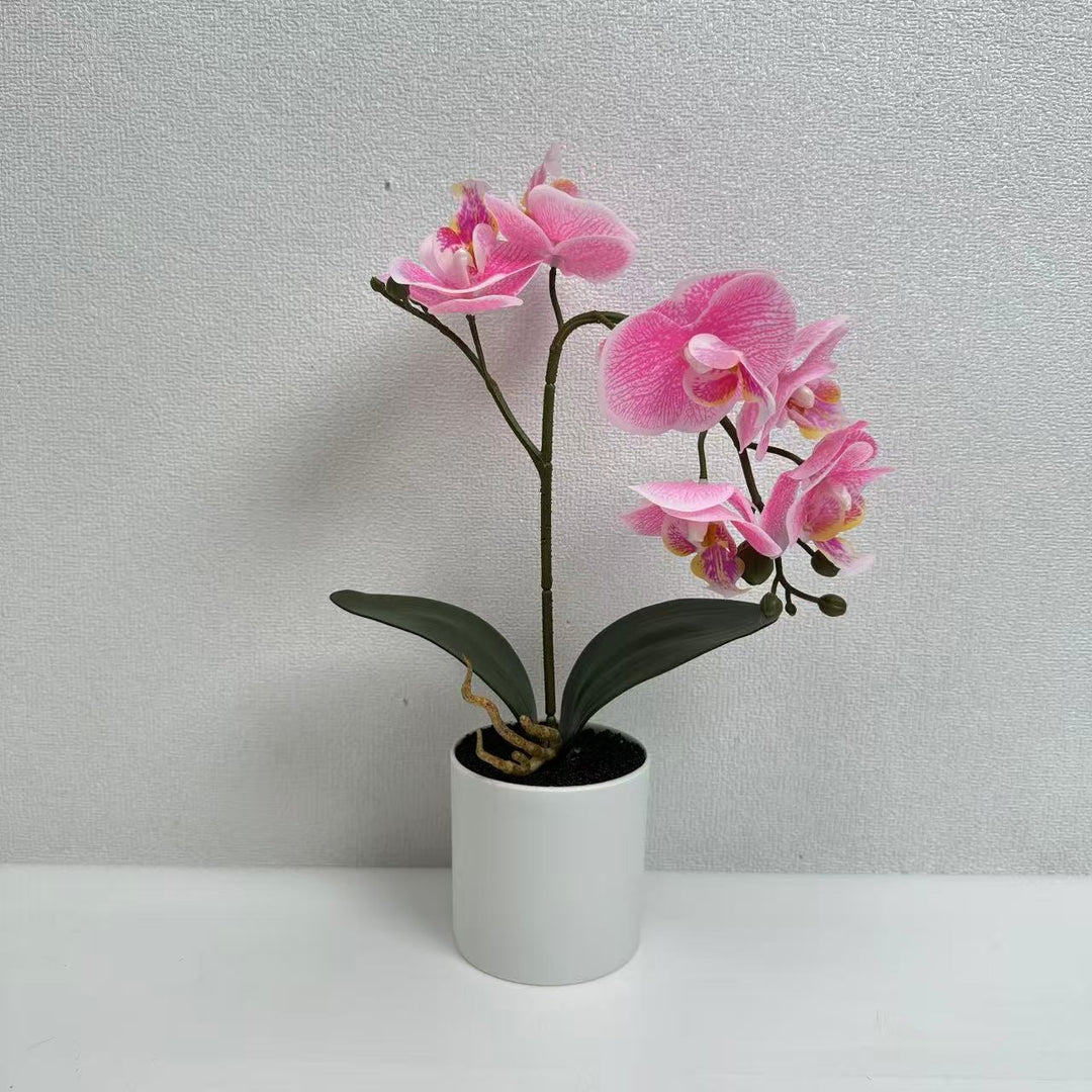 Lifelike Phalaenopsis-Orchideenpflanzenanordnung