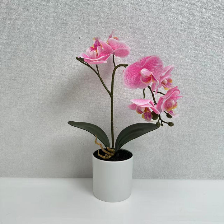 Lifelike Phalaenopsis-Orchideenpflanzenanordnung