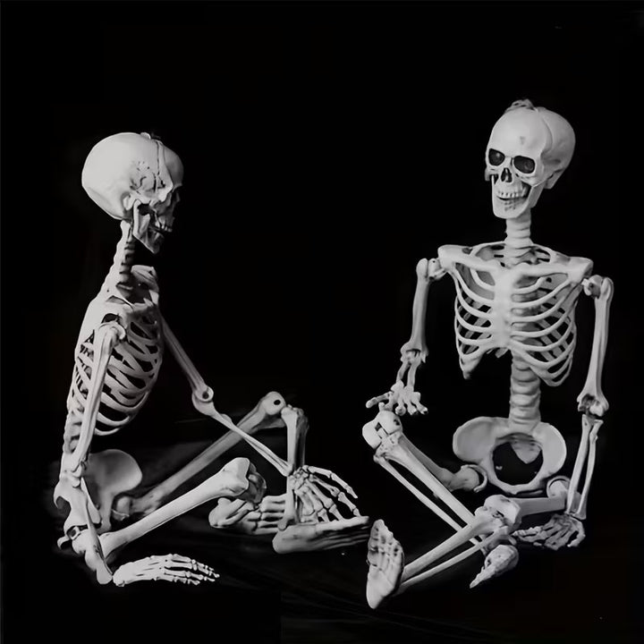 Anatomisches Lehrskelett