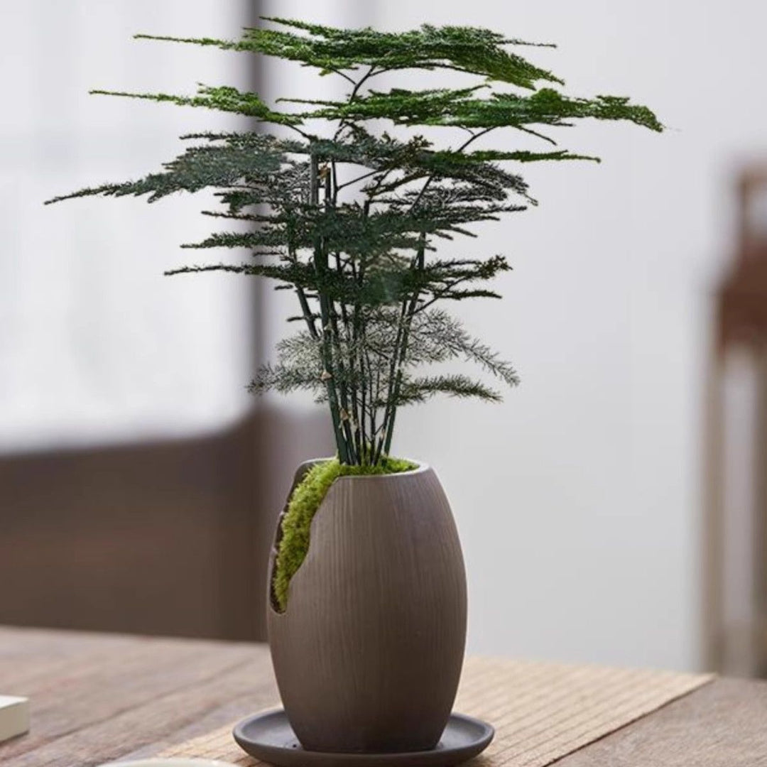 Miniatur Bonsai Pflanze Dekoration