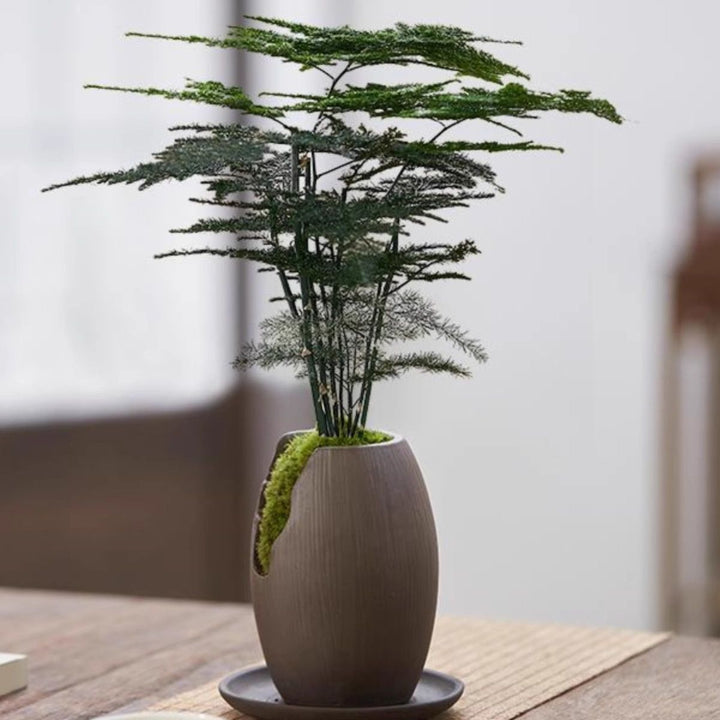 Miniatur Bonsai Pflanze Dekoration