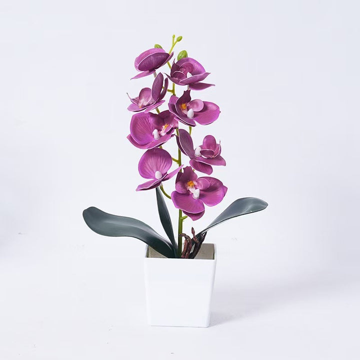 Elegante Orchideenpflanze Dekoration