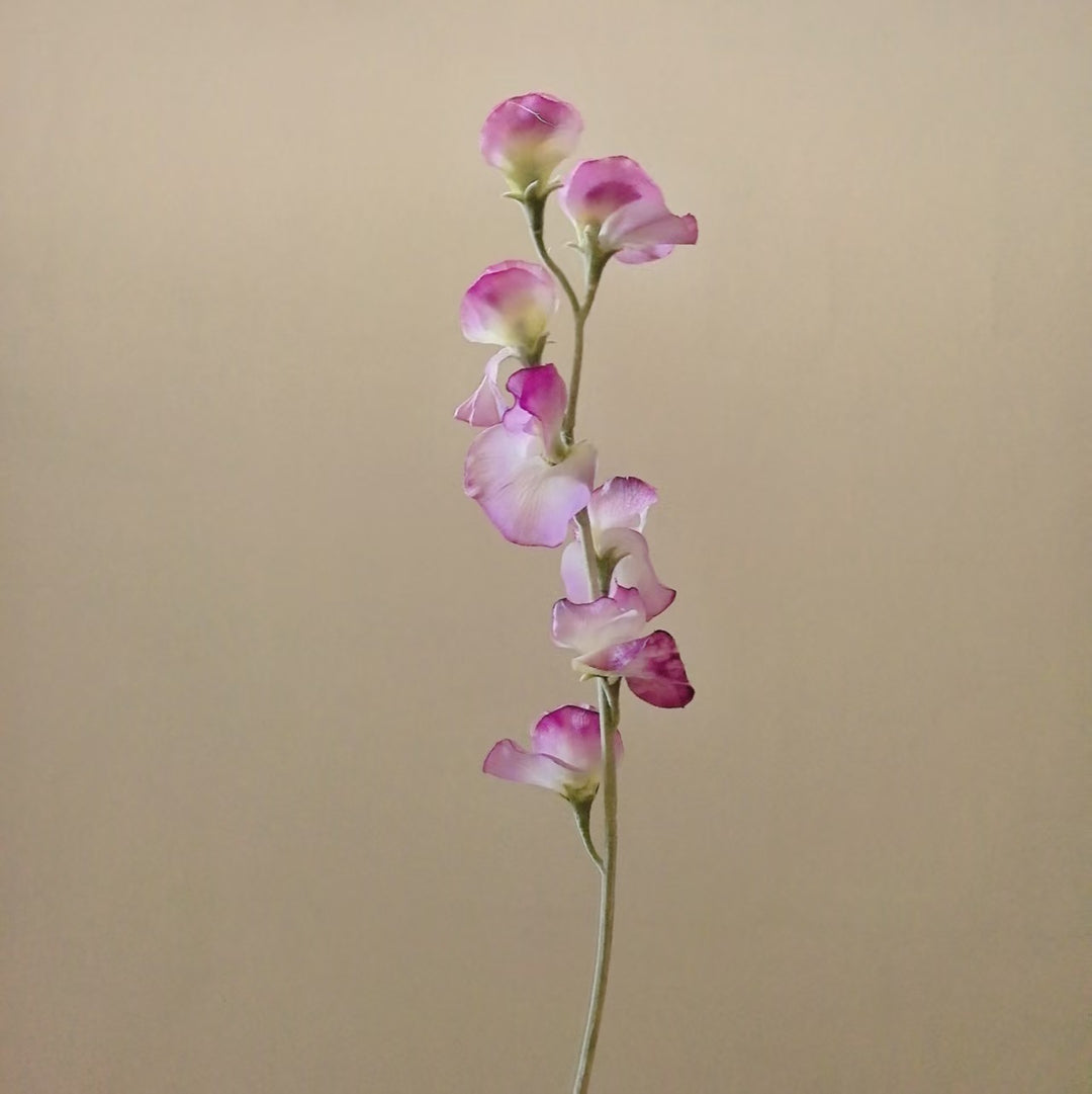 Elegante Seide Sweet Pea Stiel