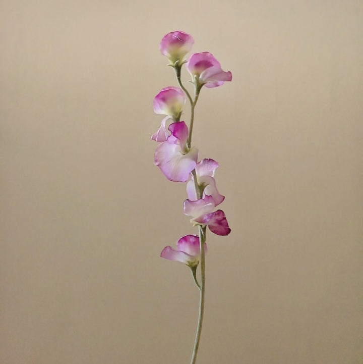 Elegante Seide Sweet Pea Stiel