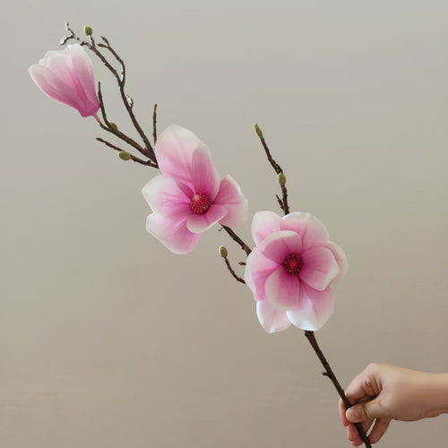 Elegante Magnolienblüte Stiel