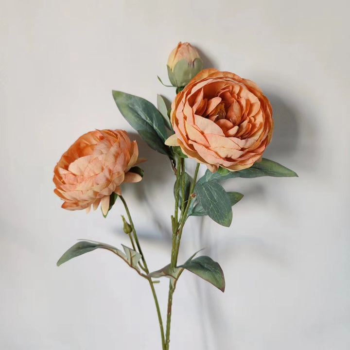 Elegante Pfingstrose Blumenstiel