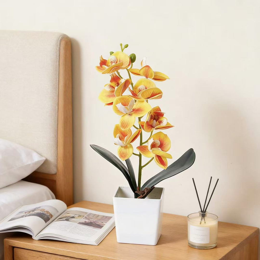 Elegante Orchideenpflanze Dekoration