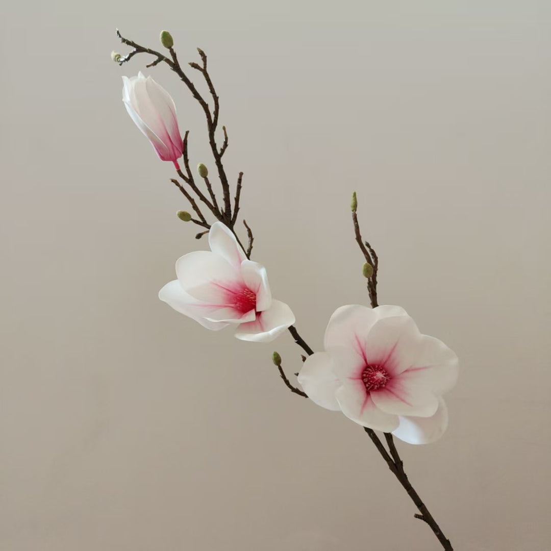 Elegante Magnolienblüte Stiel