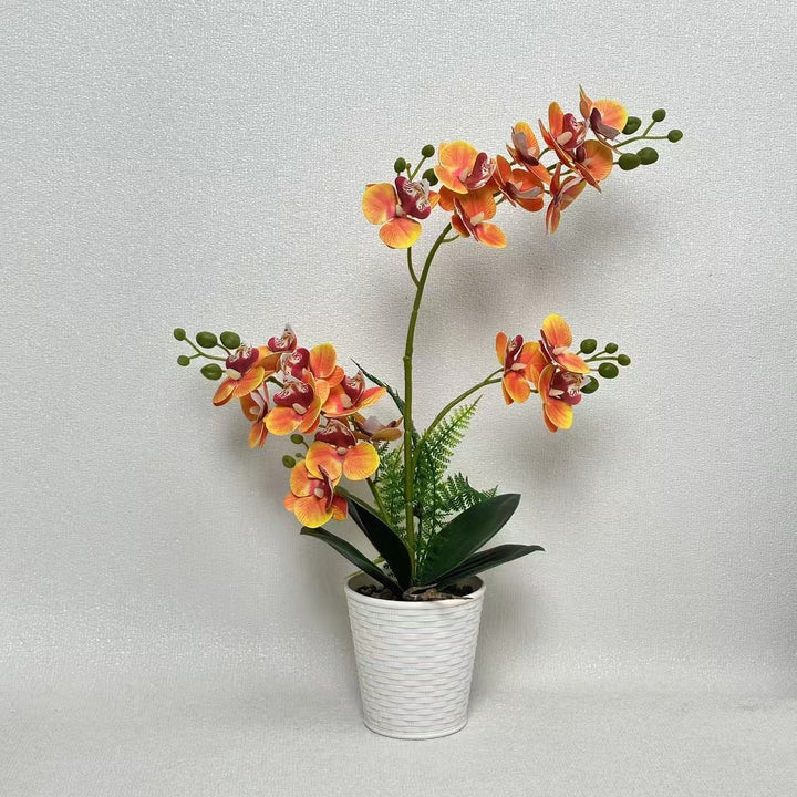 Elegante dekorative Orchideenpflanzenarrangement für die Heimdekoration