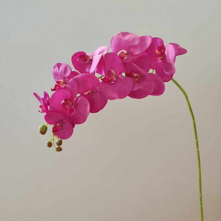 Elegante Orchideenstängel