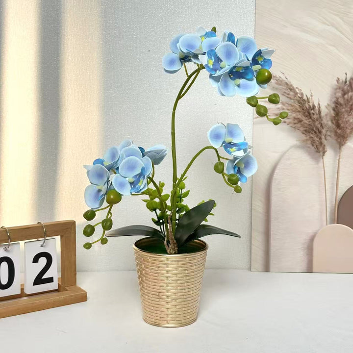Dekorative Orchideenpflanze für Tischdeko