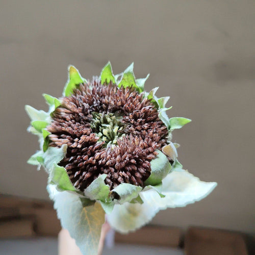 Getrockener Sonnenblumenstängel
