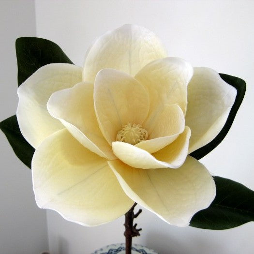 Realistische Magnolia Blume Stiel