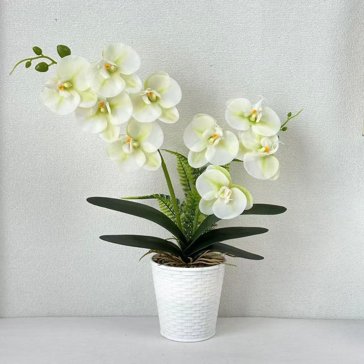 Dekorative Orchideenpflanze für die Inneneinrichtung