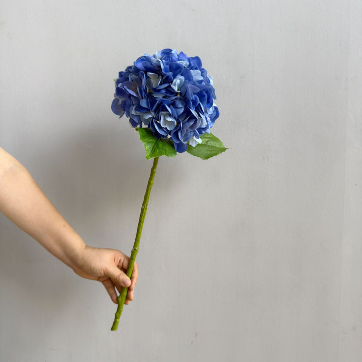 Hortensie Dekorativstiel
