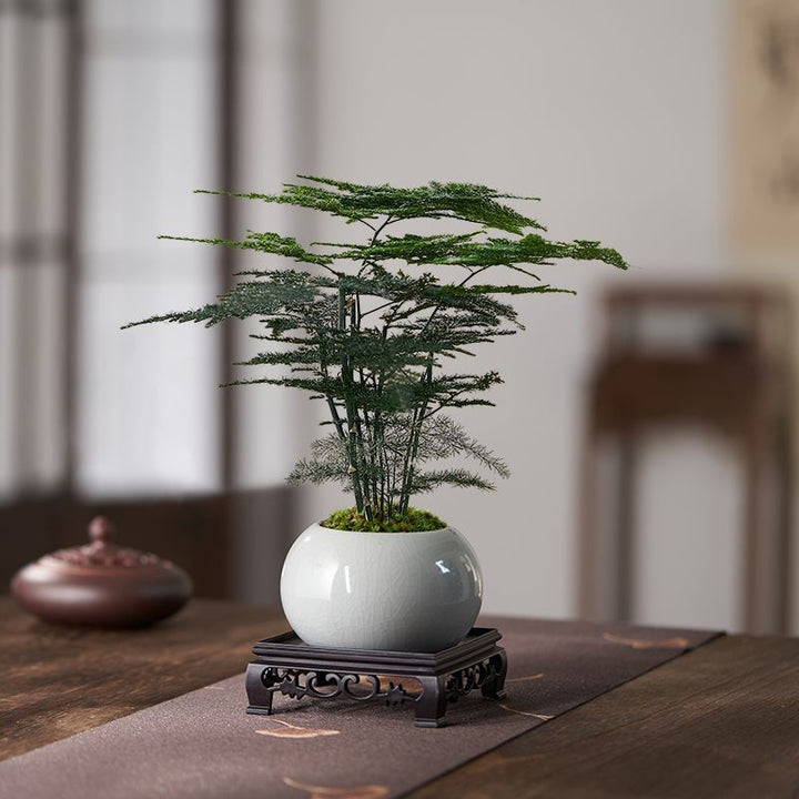 Miniatur Bonsai Pflanze Dekoration