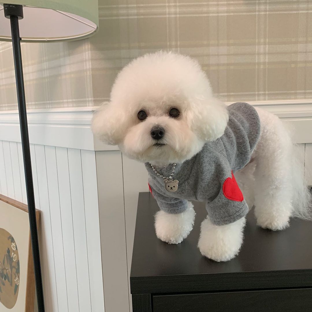Klein Hund Leichtgewicht Baumwollmischung Rundhals Pullover mit roten Herz-Seitennähten