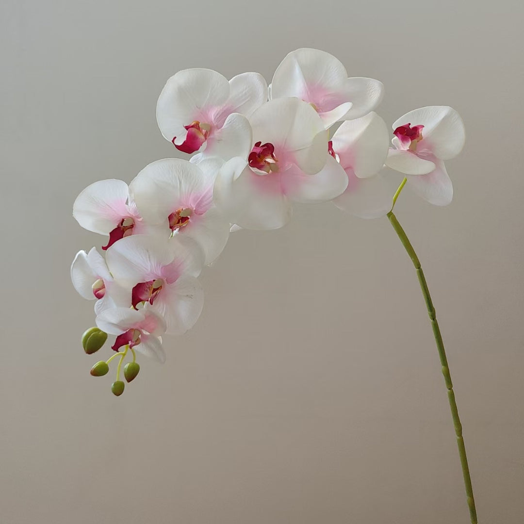 Elegante Orchideenstängel