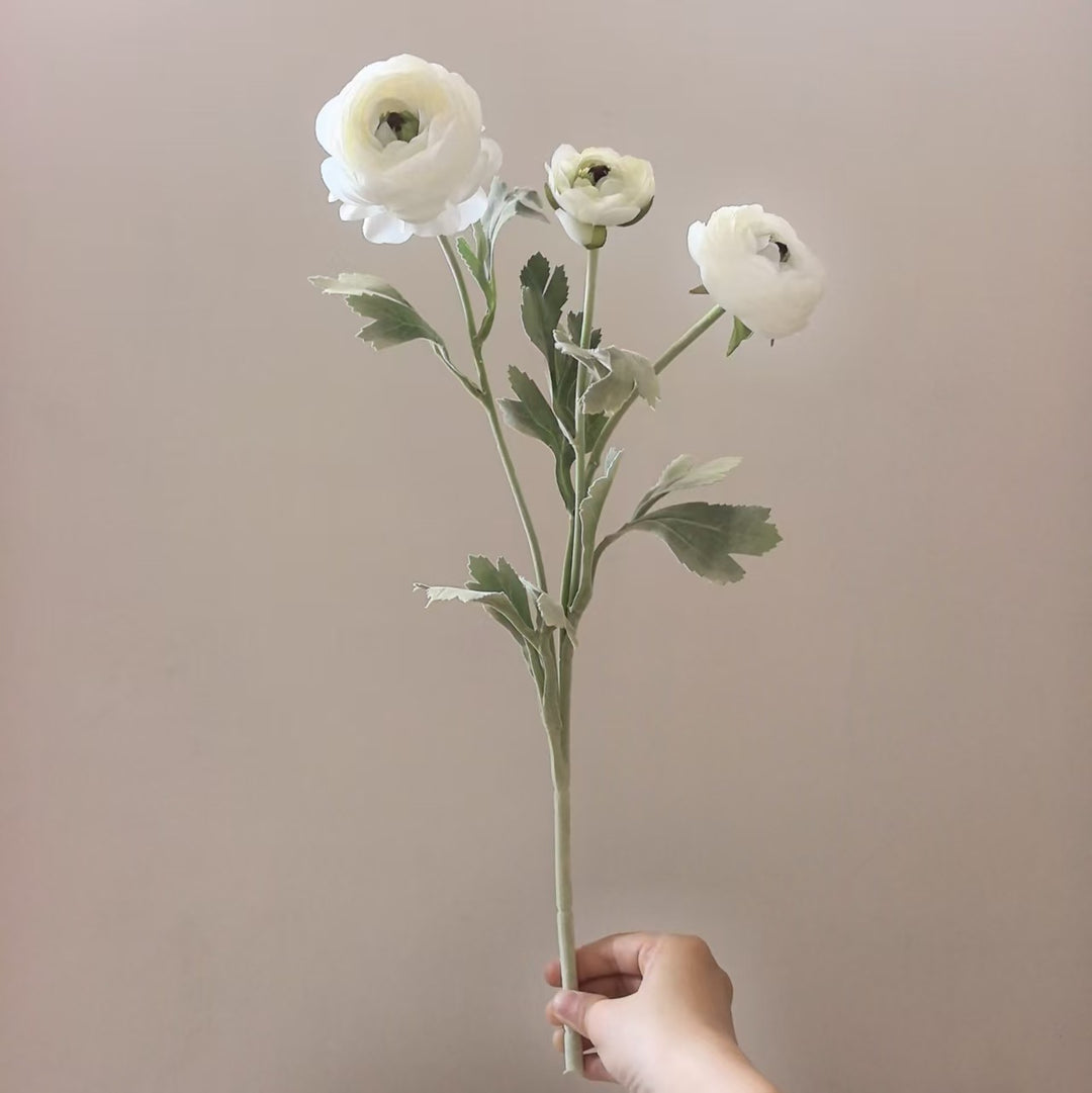 Realistische Ranunkel Blumenschaft