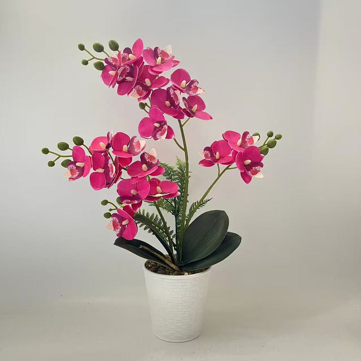 Elegante dekorative Orchideenpflanzenarrangement für die Heimdekoration