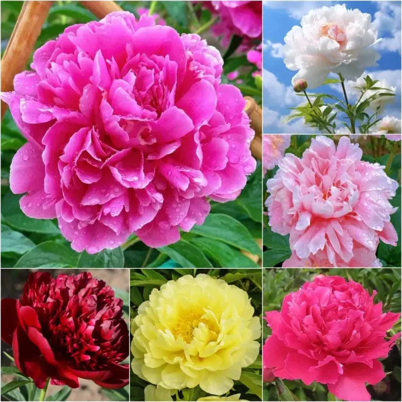 Pfingstrosensamen “Doppelblütige Piani” – Königin der Blumen für Ihren Garten