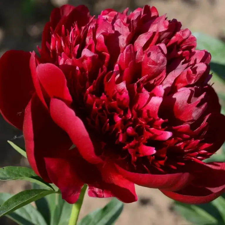 Pfingstrosensamen “Doppelblütige Piani” – Königin der Blumen für Ihren Garten