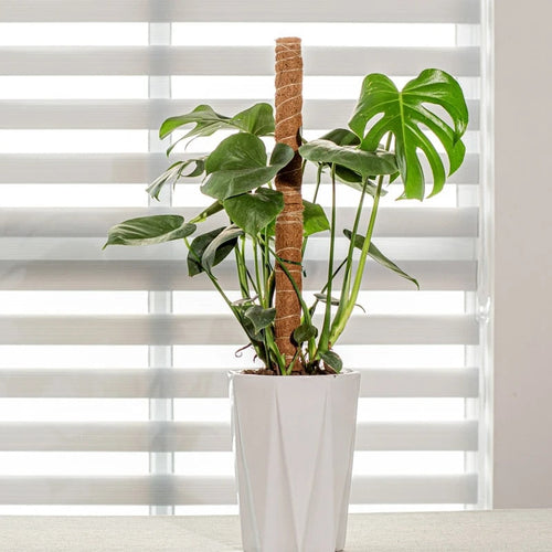 PlantSupport | Karnz