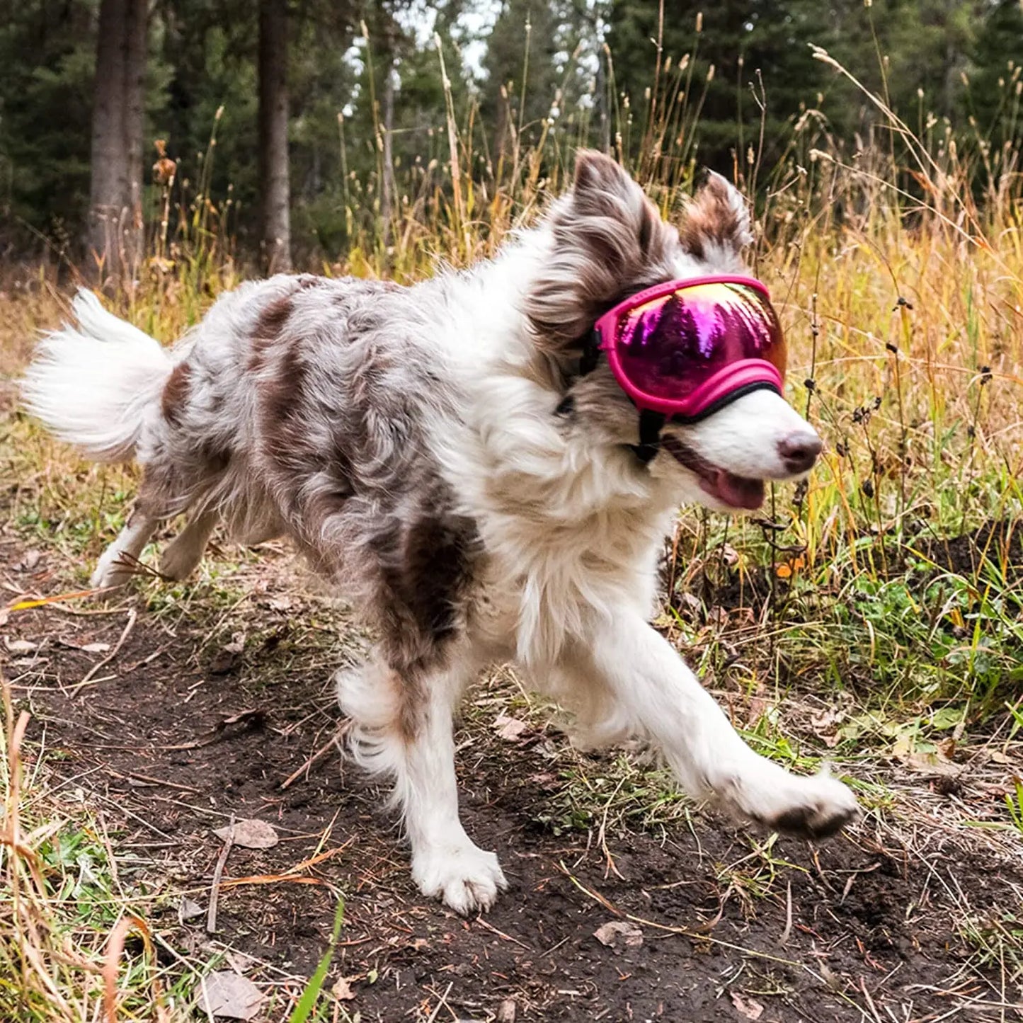 Hunde-Sonnenbrille mit UV-Schutz winddicht verstellbar Karnz