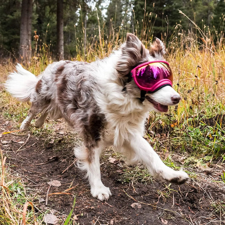 Hunde-Sonnenbrille mit UV-Schutz winddicht verstellbar Karnz