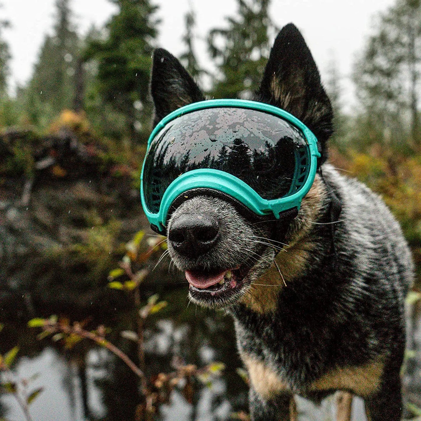 Hunde-Sonnenbrille mit UV-Schutz winddicht verstellbar Karnz