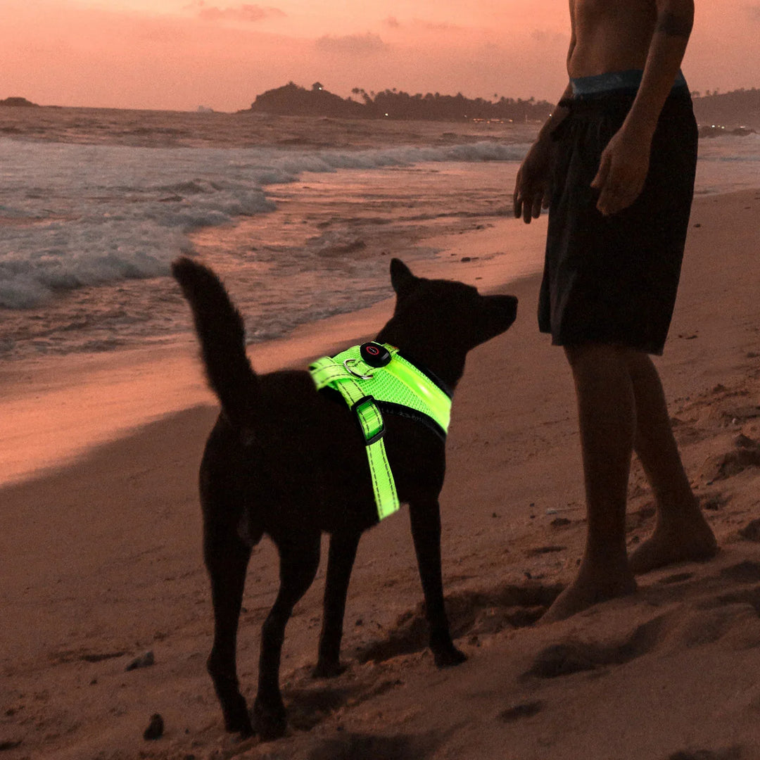 LED Hundegeschirr USB wiederaufladbar & verstellbar Karnz