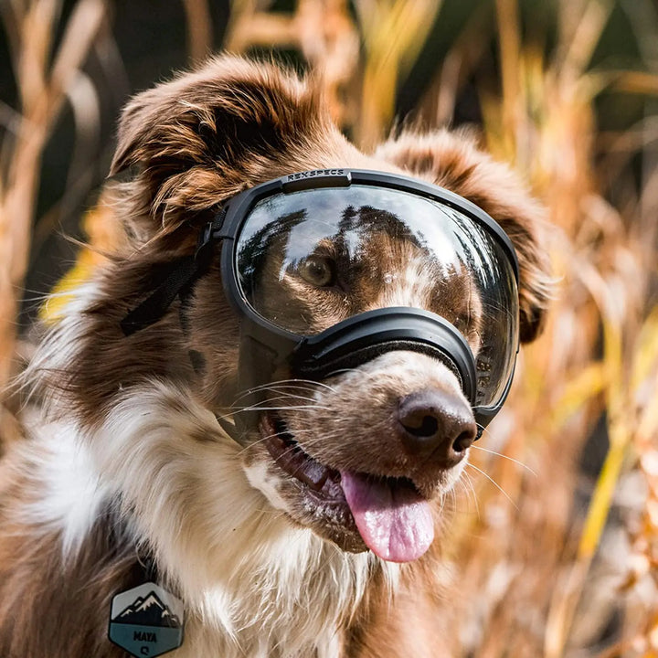 Hunde-Sonnenbrille mit UV-Schutz winddicht verstellbar Karnz