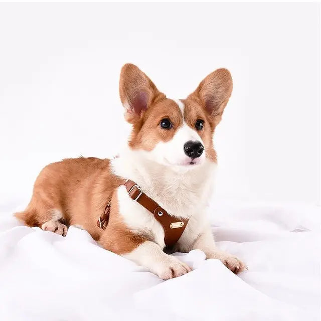 Verstellbares Leder-Hundegeschirr mit personalisierbarem Gravur Karnz